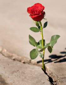 M Ibrahim - © Archiv Theater Akzent M Ibrahim - © Archiv Theater Akzent